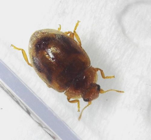 Réf. 338 169 : Rhyzobius chrysomeloides